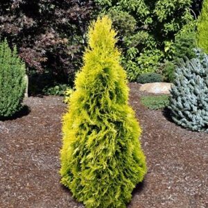 JANTAR PYRAMID CEDAR