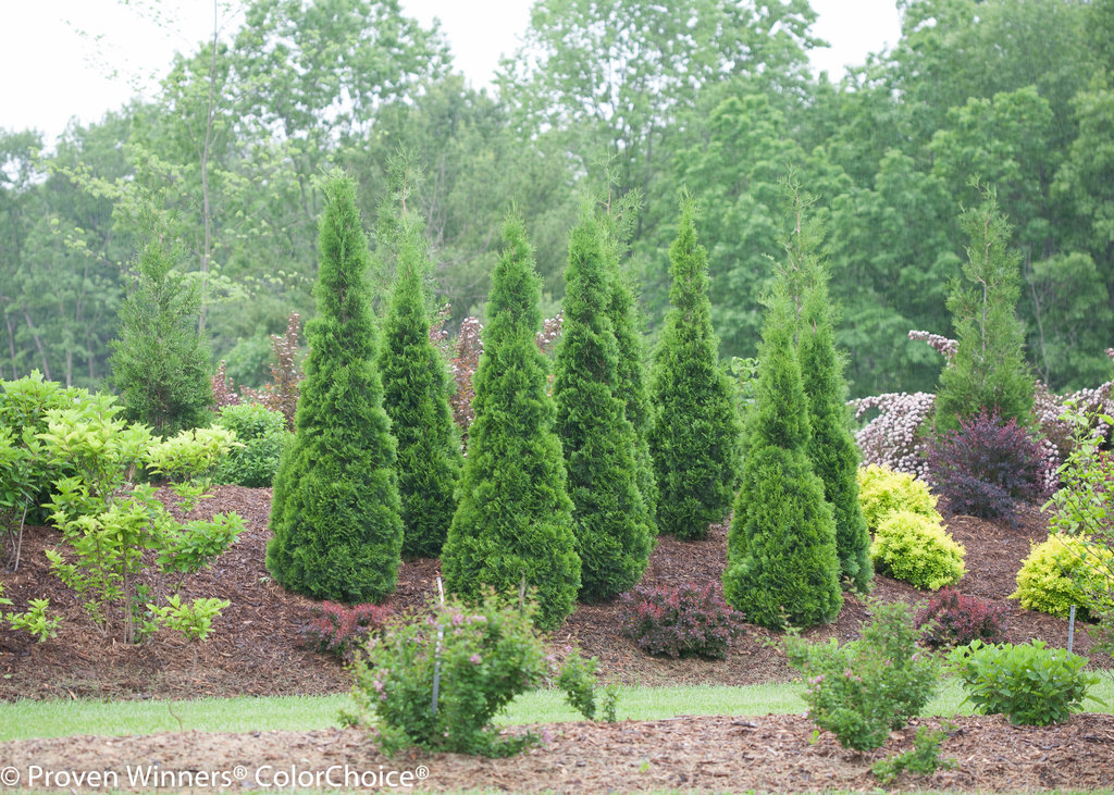 Evergreen Uprights