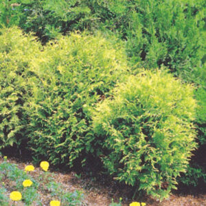 GOLDEN GLOBE CEDAR