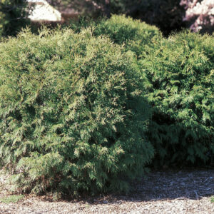 LITTLE CHAMP GLOBE CEDAR