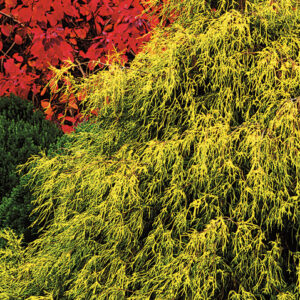 GOLD MOP FALSE CYPRESS