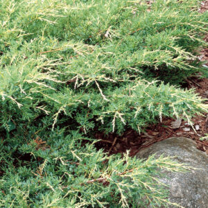 GOLD COAST JUNIPER