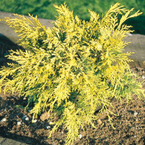 GOLD LACE JUNIPER