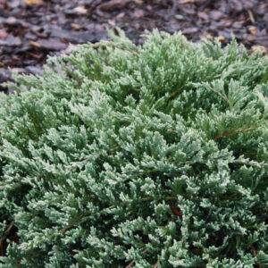 TURQUOISE SPREADER JUNIPER