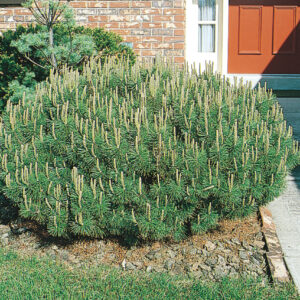 DWARF MUGO PINE