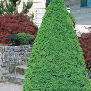 DWARF ALBERTA SPRUCE