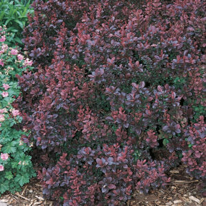 CONCORDE BARBERRY-CDN