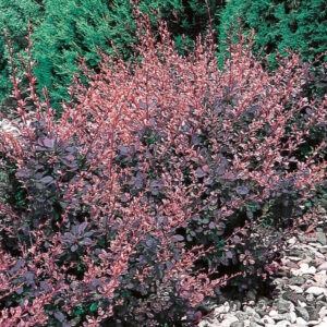 ROSE GLOW BARBERRY-CDN