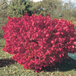 LITTLE MOSES BURNING BUSH