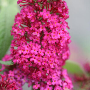 MISS MOLLY BUTTERFLY BUSH-PW