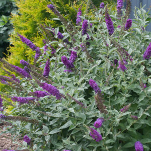 MISS VIOLET BUTTERFLY BUSH-PW