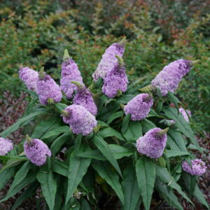 PUGSTER AMETHYST BUTTERFLY BUSH-PW
