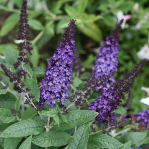 PUGSTER BLUE BUTTERFLY BUSH-PW