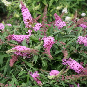 PUGSTER PINK BUTTERFLY BUSH PW