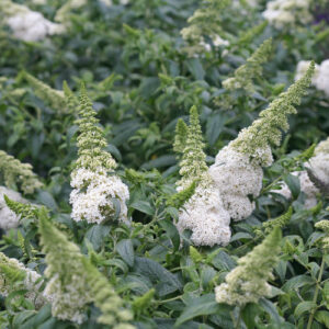 PUGSTER WHITE BUTTERFLY BUSH-PW