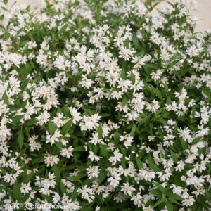 YUKI SNOWFLAKE DEUTZIA - PW