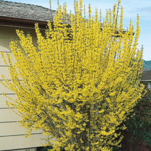 LYNWOOD GOLD FORSYTHIA