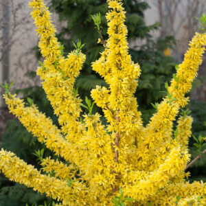 SHOW OFF FORSYTHIA-PW
