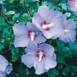 BLUE BIRD HIBISCUS
