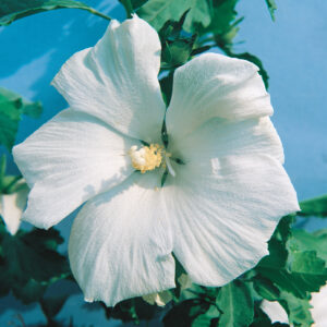 DIANA (WHITE) HIBISCUS