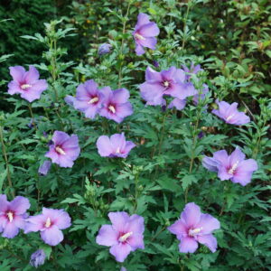 PARAPLU VIOLET HIBISCUS -PW