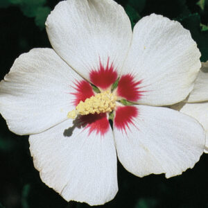RED HEART HIBISCUS