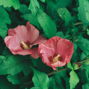 WOODBRIDGE HIBISCUS