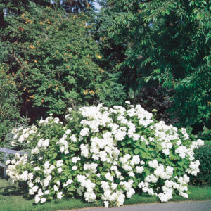 ANNABELLE HYDRANGEA
