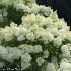 BOBO HYDRANGEA-PW