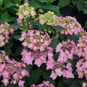 LET'S DANCE CAN DO HYD PW