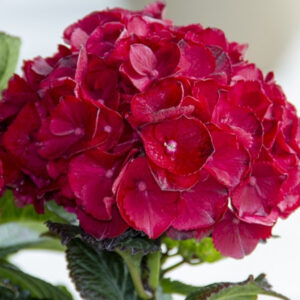 CHERRY-GO-ROUND HYDRANGEA-BE