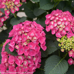 PARIS HYDRANGEA CITYLINE-PW