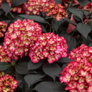 ECLIPSE HYDRANGEA-BE
