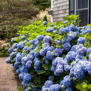 ENDLESS SUMMER HYDRANGEA-ES