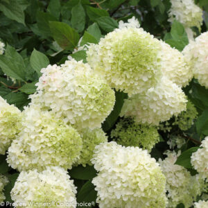 LIMELIGHT HYDRANGEA-PW