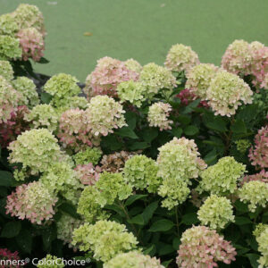 LITTLE LIME HYDRANGEA-PW