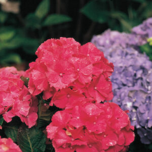 MASJA HYDRANGEA