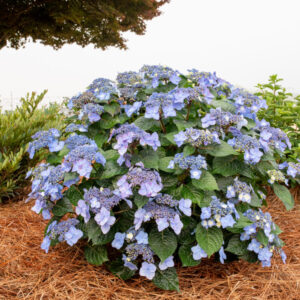 ENDLESS SUMMER POP STAR HYDRANGEA