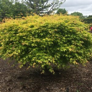 KATSURA JAPANESE MAPLE