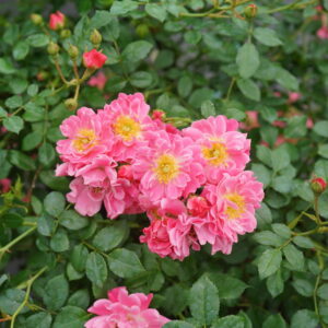 OSO EASY DOUBLE PINK ROSE-PW