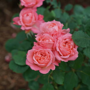 REMINISCENT CORAL ROSE-PW