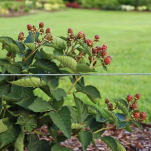 TASTE OF HEAVEN BLACKBERRY-PW