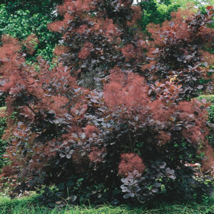 ROYAL PURPLE SMOKEBUSH