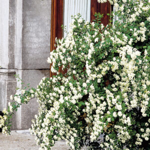 BRIDAL WREATH SPIREA