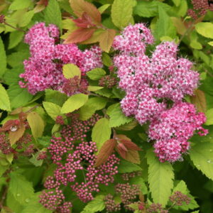 DOUBLE PLAY BIG BANG SPIREA-PW