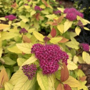 DBL PLAY CANDY CORN SPIREA-PW