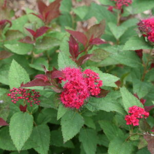 DOUBLE PLAY DOOZIE SPIREA-PW