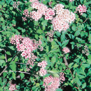 LITTLE PRINCESS SPIREA