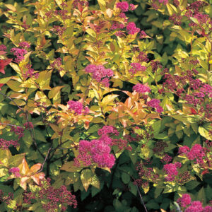 MAGIC CARPET SPIREA