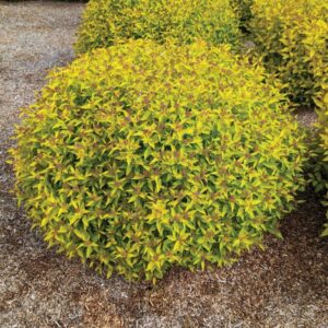 PINEAPPLE POPROCKS SPIREA-BE
